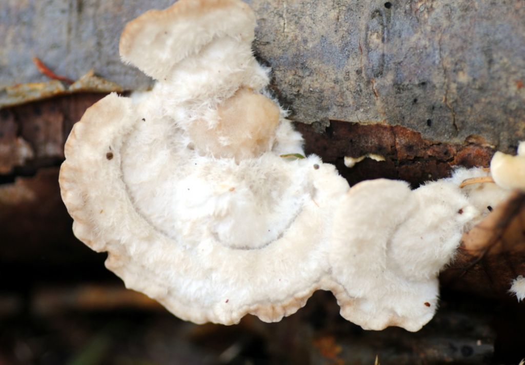 E'' Trametes hirsuta?